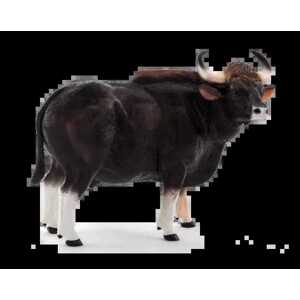 Mojo Gaur býk
