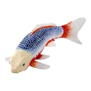 Mojo Kapr koi asagi